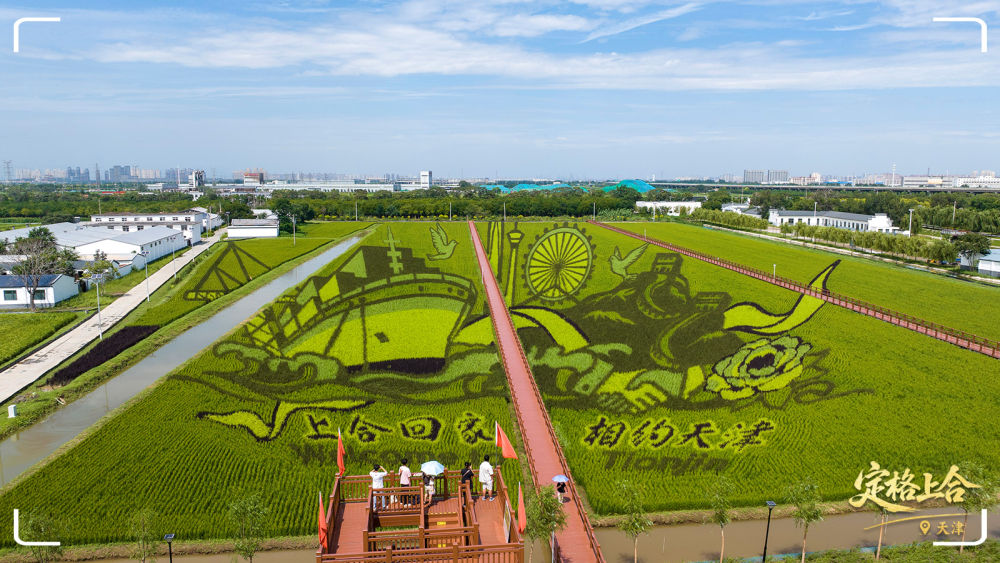 天津市津南區小站鎮會館村的一幅“上合”主題稻田畫。